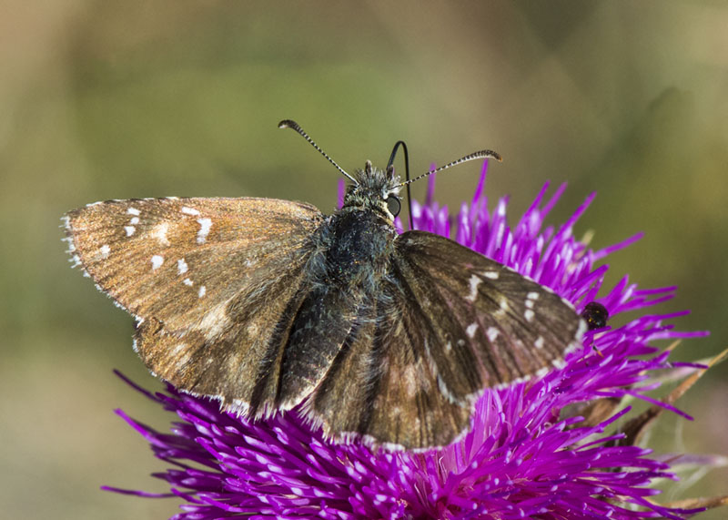 Pyrgus da determinare - Pyrgus cfr. picenus